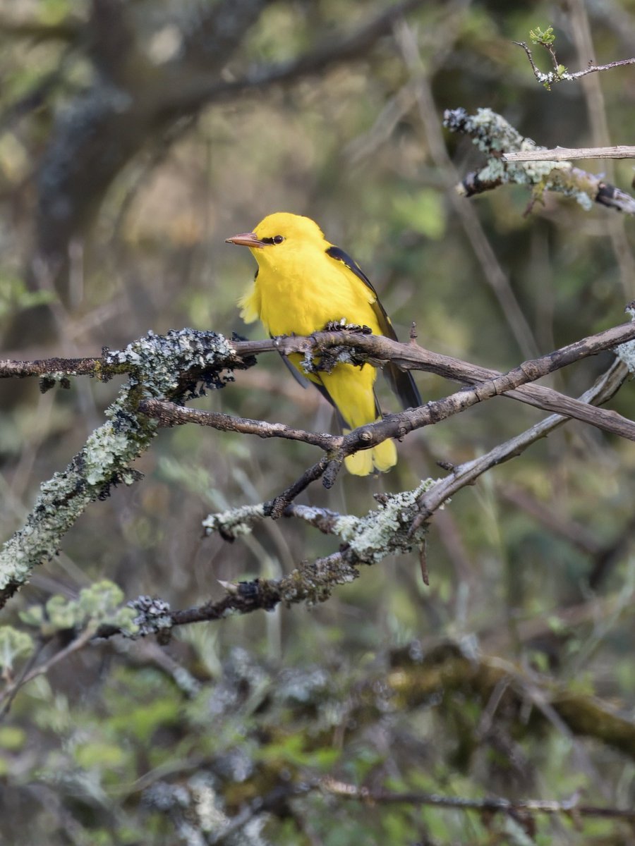 DCCbirder's tweet photo. A beautiful evening yesterday on Gower was brightened even more by this stunning Golden O. One very active individual, but I didn’t manage to get any sight of the second bird. #GoldenOriole #glambirds #Gower #birds https://t.co/dfHmcGxot5