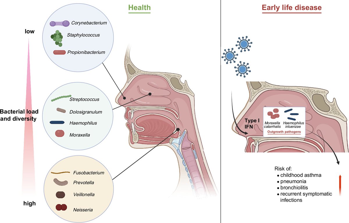 New Review from Perdijk et al. @MonashUni dives into the #microbiome, an integral player in immune homeostasis and #inflammation in the respiratory tract. ow.ly/b5tw50RhyOW

#RespiratoryHealth  #Gut  #Asthma  #Microbial