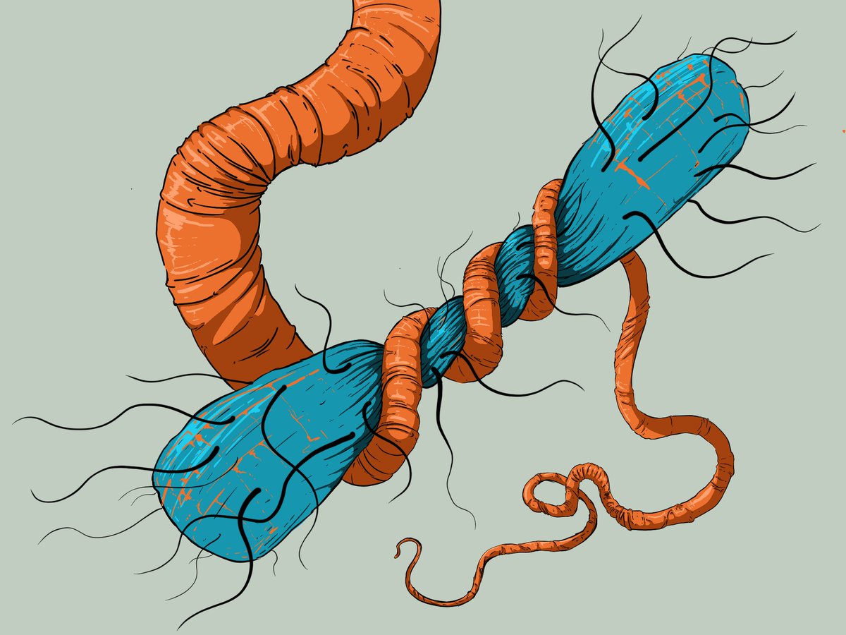 Have you ever woken up in a cold sweat in the middle of the night and wondered how gastrointestinal nematodes influence the composition of their host’s gut microbiota? 🪱🦠 Worry no more!! I am excited to share our latest findings! 🧵⤵️ doi.org/10.1016/j.csbj…