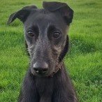 #LOST #DOG SCOUT 
#Puppy #Female #Lurcher Black Rough Coat 
Collar & I.D.
#Missing from Kenn Ford #EastDevon 
#EX6 South West 
Tuesday 16th April 2024 
#DogLostUK #Lostdog #ScanMe 

doglost.co.uk/dog/191666