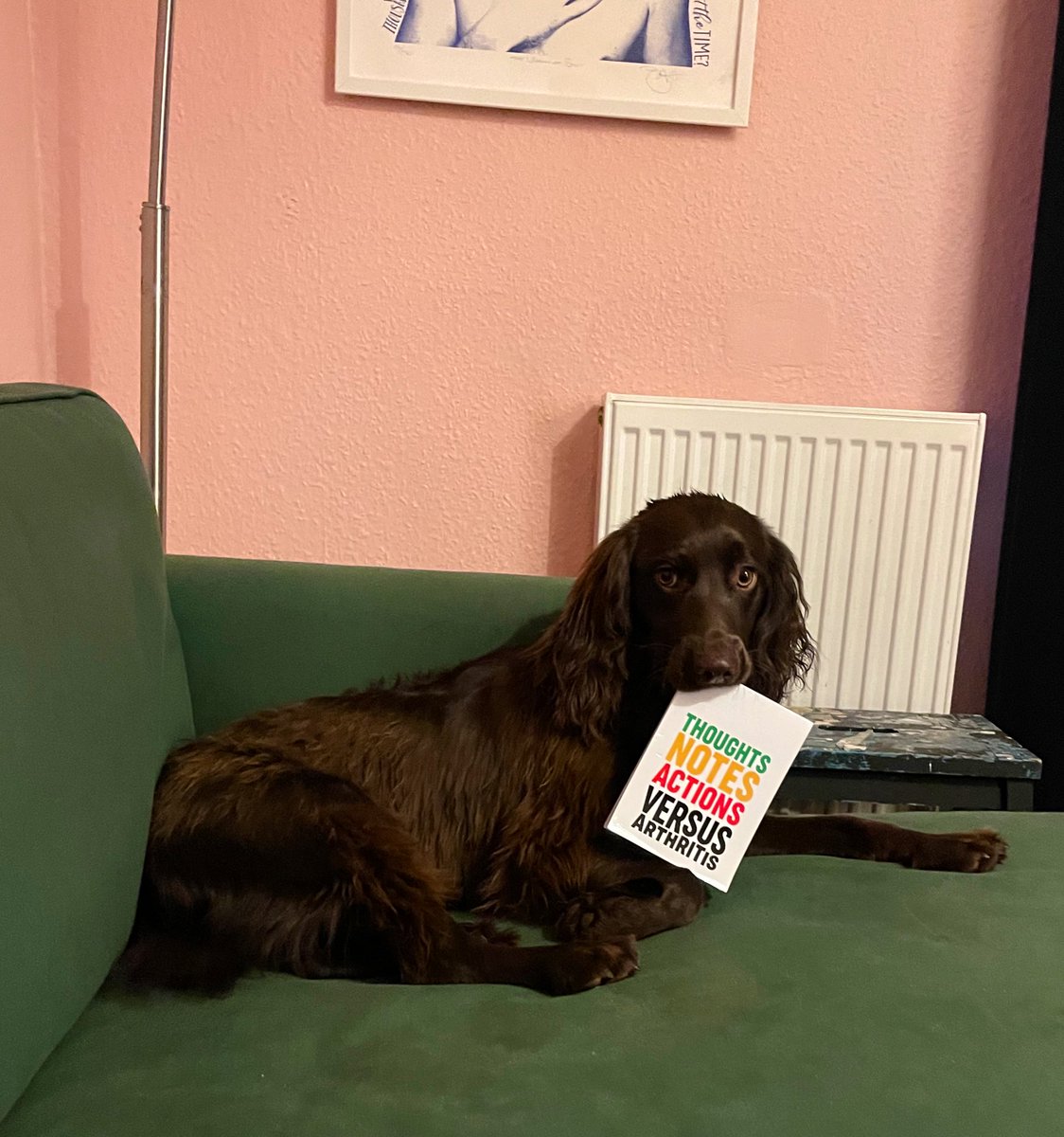 Working on my presentation for #BSR24 Not sure I’ll include her contribution, but Maeve appears to want to help! Trying to cover: Young folk, JIA, health based youthwork, YP lead holistic care &amp; parents in 20mins! I could use her energy though! <a href="/VersusArthritis/">Versus Arthritis</a> <a href="/RheumatologyUK/">BSR</a>