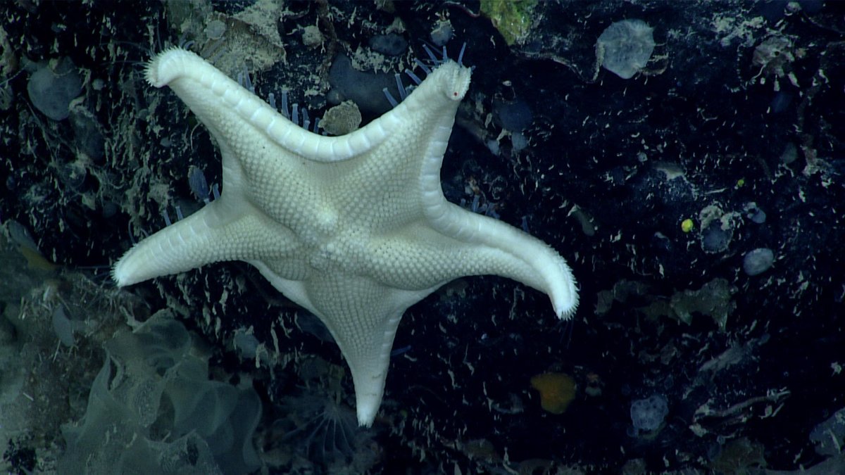 If you’ve ever spotted a sea star on one of our dives, there’s a good chance you’ve also heard from an exuberant Chris Mah. A taxonomist @NMNH, Chris recently used #okeanos data to describe two sea star species previously unknown to science. Read more: oceanexplorer.noaa.gov/news/oer-updat…