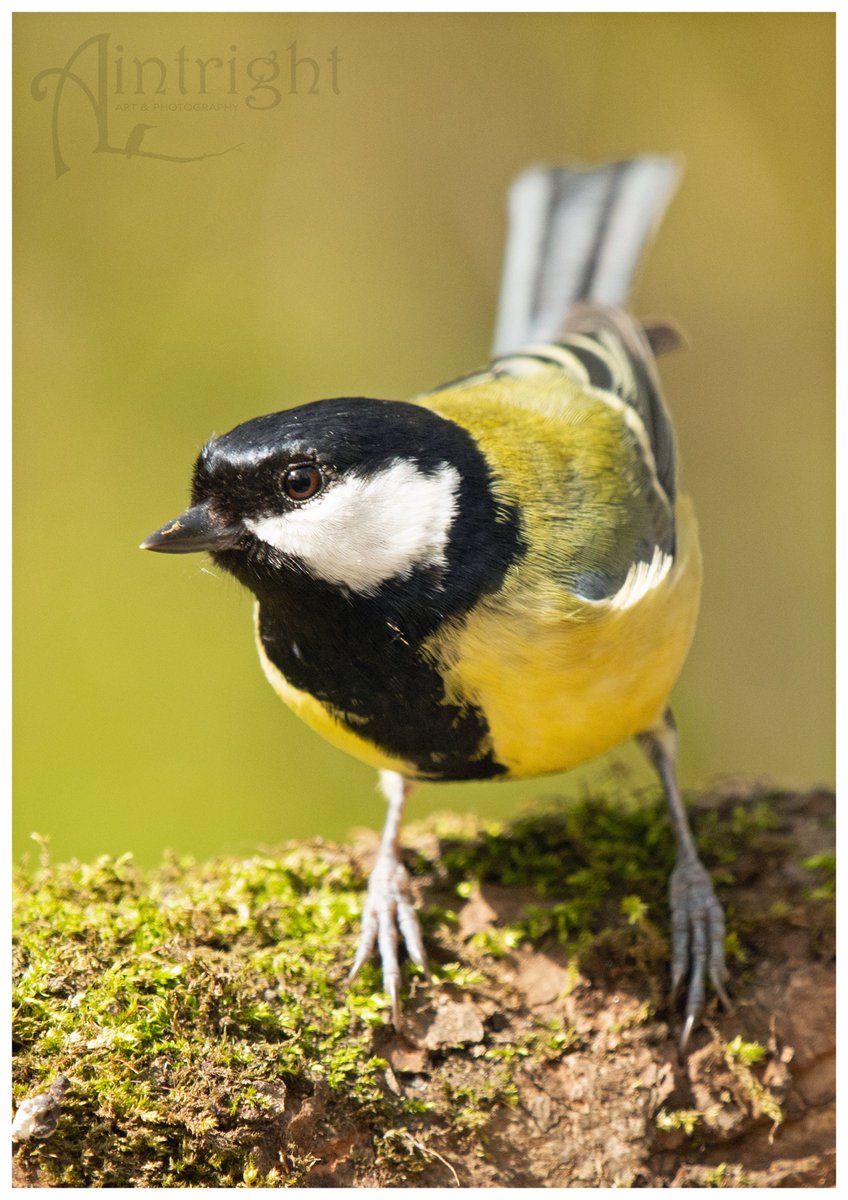 Gareth the Great Tit. #TwitterNatureCommunity #birdphotography #birds #NaturePhotography @Natures_Voice