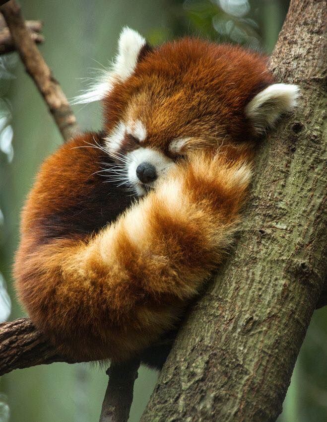 Red Panda Every Hour! (@RedPandaEveryHr) on Twitter photo 2024-04-16 19:36:47