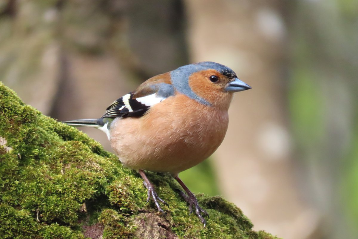 Inspired by @BrennanMartine, we thought we'd show off an oddly plumaged garden bird of our own - this distinctive white-collared Chaffinch has been present all through the winter. Also recently enjoyed an impressively spherical male, and an unusually close one