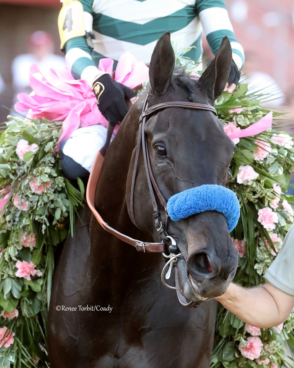 theTDN's tweet photo. #SaturdayRecap: The big girl is back! ADARE MANOR (Uncle Mo) picked up another career Grade I victory as she stormed ahead in the GI Apple Blossom Handicap at @OaklawnRacing, winning by 5 1/2 lengths with @JJHernandezS19 aboard.
Owned by Michael Lund Petersen, she is trained by Bob Baffert and was bred by @TownCountryFarm & Gary Broad.
