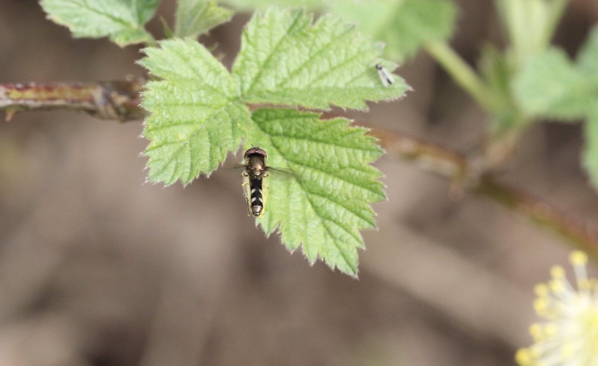 Male Platycheirus albimanus seen in my Staffs garden 26/03/24 @DipteristsForum @StaffsWildlife @StaffsEcology #hoverfly #fly #Diptera #Syrphidae