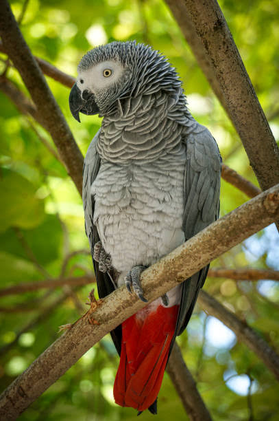 #DYK Nigeria boasts over 1,000 species of birds,  including the incredible African Grey Parrot! 
#WhatHasChanged? #ActforNature  
#BiodiversityConservation

@CSDevNet1 @wwf
@EUinNigeria @UNBiodiversity @PACJA1 @aacjinaction @gatesfoundation
