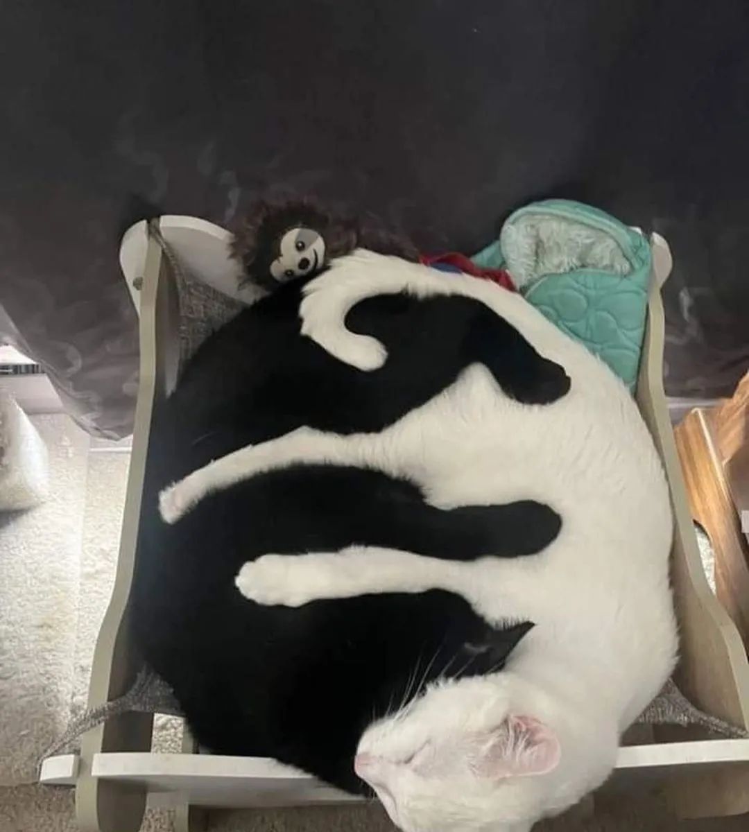 threateningcat tweet picture