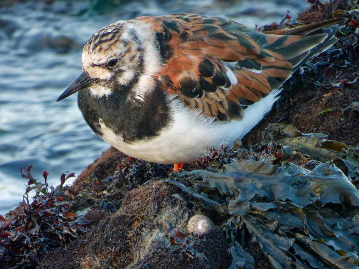 Made my day to see this (almost?) summer plumage Turnstone at Mountbatten Pier this evening 😊