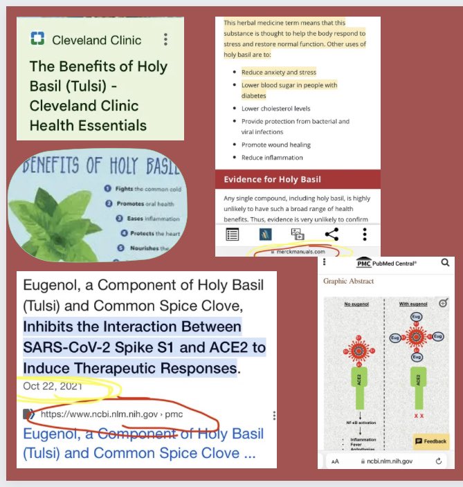 ::ahem:: So, @NIH, ClevelandClinic, AND @Merck knew in 2021 that a simple $2 herb, inhibits CV19 spike from adhering. 👀 Yet they still went full tilt pushing untested experimental protocol & vacc 🤦‍♀️ cc: @SenRandPaul @billmaher @AndyOgles @natalie_allison @timburchett @elonmusk