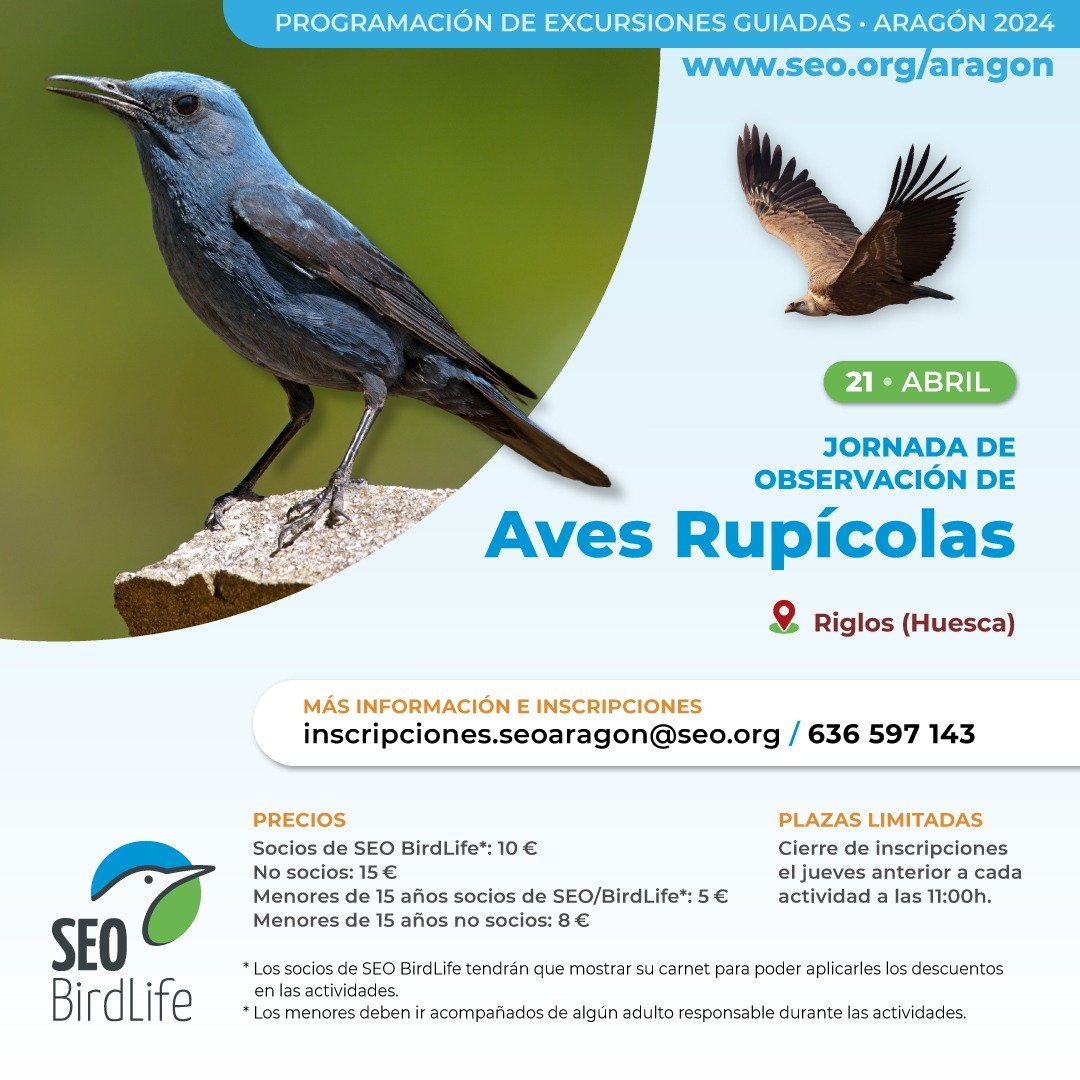 No os podéis perder la siguiente salida de @SEO_BirdLife en Aragón para observar aves rupicolas, las que crían en cortados rocosos, nos vamos a Riglos un lugar del prepirineo de Huesca absolutamente increíble !