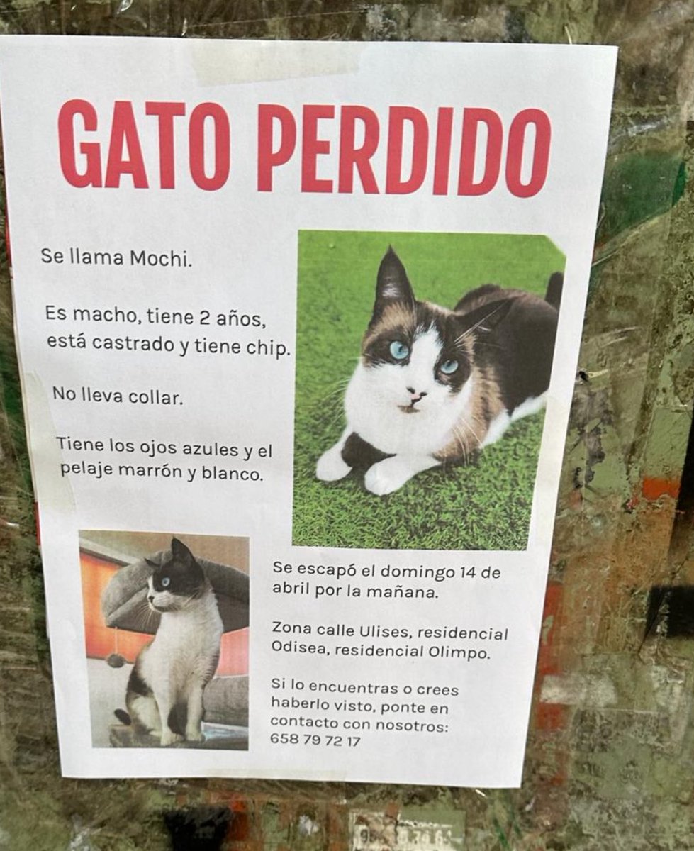 beadifusiones's tweet photo. 🆘🆘🆘🆘🆘 MÁXIMA DIFUSIÓN ! Se ha perdido Sevilla Este https://t.co/dX0ZAkY8ye