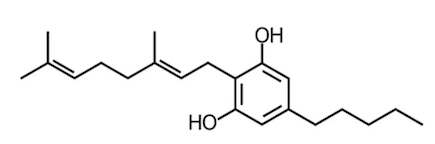 Cannabinoid Clinic: CBG

Although not psychoactive, anecdotal testimonies and scientific research have revealed that CBG may help patients suffering from a range of conditions, including glaucoma, cancer, and Huntington's disease.

mrstinkysgreengarden.com/2022/12/cannab…