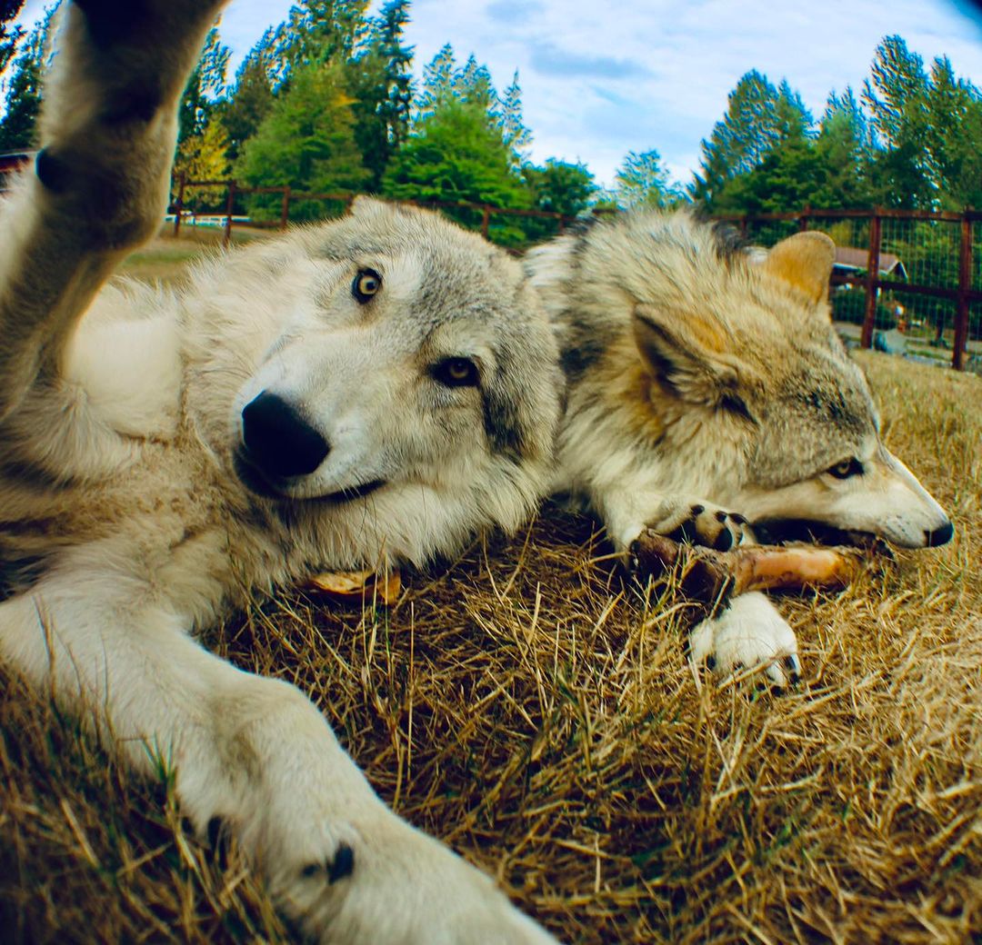 Warm spring days call for afternoon naps 😴

Snooze with red wolves Jacques + Sage via live webcam