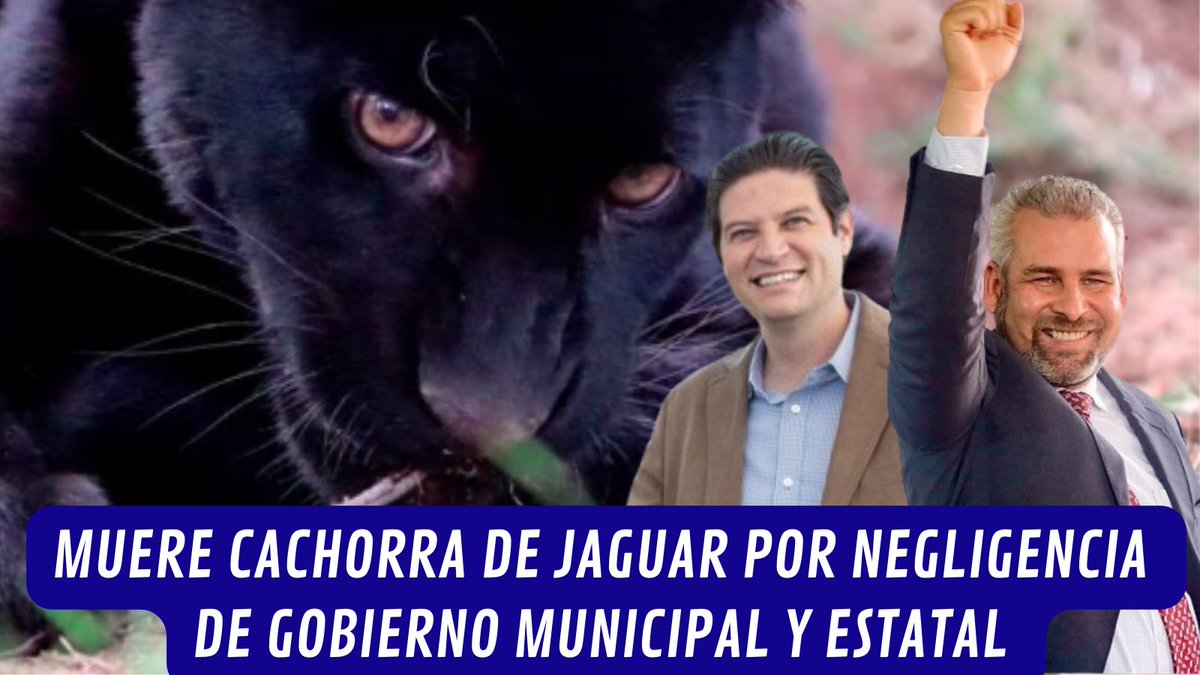 YoAmoaLaCiencia's tweet photo. Muere cachorra de jaguar en Michoacán por negligencia del gobierno.

Una jaguar de escasos meses fue traficada por el crimen organizado y luego rescatada en un operativo por Profepa. 

Sin embargo, la institución la envió al Parque Zoológico Benito Juárez en Morelia donde se acumulan múltiples denuncias ciudadanas por el pésimo estado de los animales. 

El día 1 de abril, el zoológico sufrió por segunda ocasión una inundación de aguas negras y lodo contaminado. 

El incidente afectó directamente a más de 50 animales.

A pesar de los miles de reclamos ciudadanos, Profepa no atendió a tiempo.

El Gobernador Alfredo Ramírez Bedolla tampoco reaccionó. 

Su Secretario del Medio Ambiente de Michoacán, Alejandro Méndez López, nunca realizó el rescate y traslado de los animales a un lugar seguro.

Tampoco las autoridades municipales se salvan. 

El alcalde de Morelia Alfonso Martínez Alcázar, así como Oswaldo Rodríguez Gutiérrez, Director General del Organismo Operador de Agua Potable Alcantarillado y Saneamiento (OOAPAS), nunca dieron mantenimiento a las tuberías que pasan por el zoológico. 

¿Su justificación? Que al tratarse de un predio estatal le corresponde al zoológico.

Llama la atención que ambos incidentes con aguas negras ocurrieron cuando OOAPAS daba “mantenimiento” al ducto de aguas residuales. 

Tanto Martínez Alcázar como Ramírez Bedolla son responsables de esta crisis sanitaria en el zoológico de Morelia. 

El primero por causar esta tragedia. El segundo por omitir el estado de emergencia y la atención inmediata a los animales. 

Las declaraciones del Director del Zoológico Julio César Medina Ávila sobre la muerte de esta jaguar demuestran algo grave. 

No hay recursos suficientes para la valoración veterinaria de cada ejemplar. 

No solo aquellos que quedaron atrapados durante la inundación, sino la población completa que puede resultar enferma por la contaminación cruzada. 

Pasaron días para la atención de este ejemplar, y solo fue cuando ya estaba muy enferma cuando trataron de salvarla. Sin éxito. 

Profepa realizó una simulación de visita donde encontraron todo en orden. 

Y se quedaron esperando resultados de las muestras que tomó el mismo organismo responsable de este incidente. 

Mientras tanto los animales no tienen la atención que requieren. 

Los análisis deben ser individuales, se requieren recursos estatales y que todos los animales estén en cuarentena. 

Para el Gobernador  Ramírez Bedolla esto no es grave, aun cuando ya se están presentando casos de animales enfermos. 

La crisis sanitaria no ha terminado.