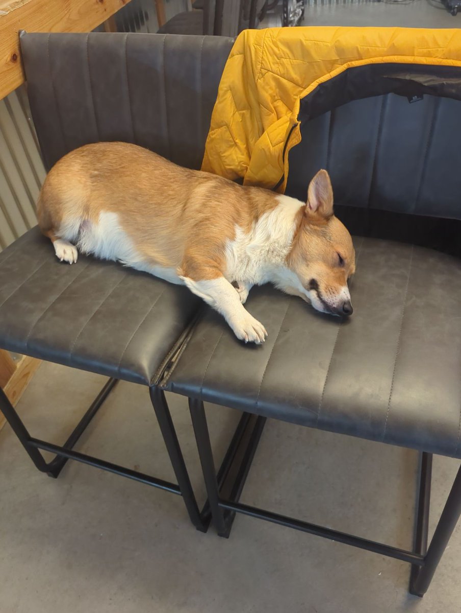 julia_button's tweet image. whenever Matt has a brew day, Caesar just enjoys napping in the basement with him