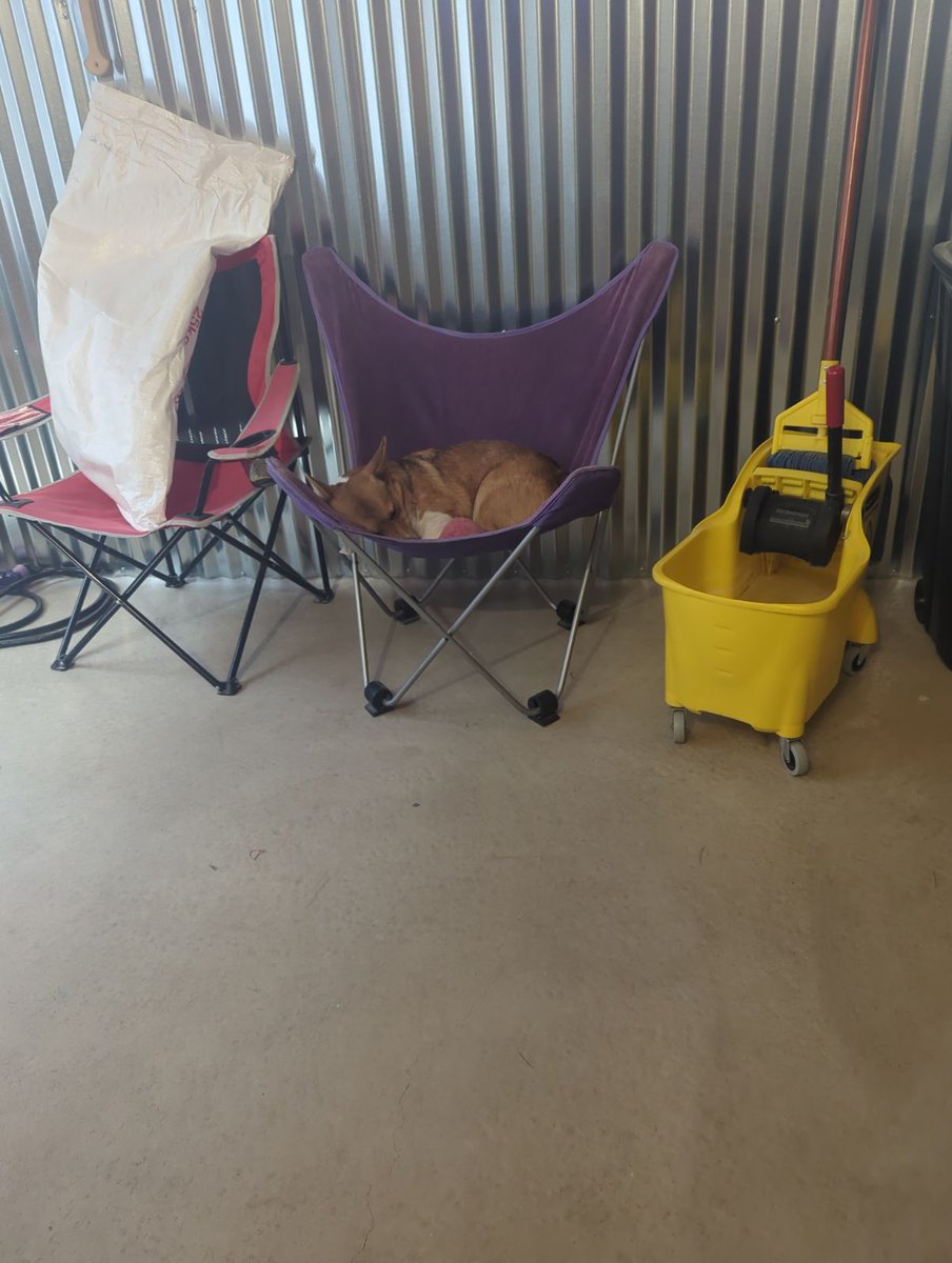 julia_button's tweet image. whenever Matt has a brew day, Caesar just enjoys napping in the basement with him