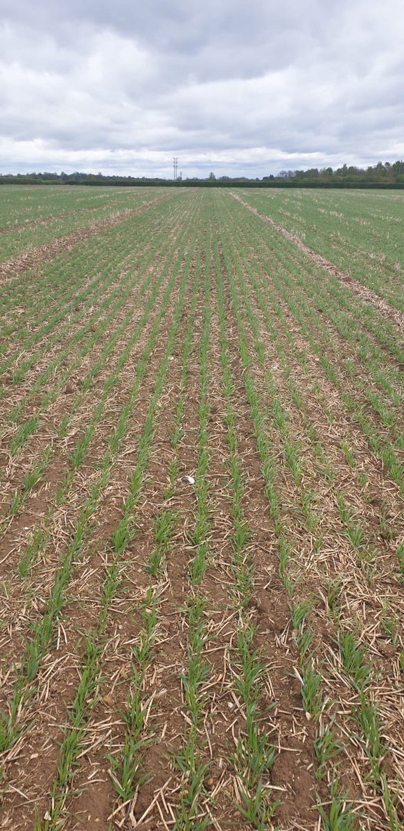 rob_rodders's tweet image. Explorer spring barley looking good today over at Newmarket. Bring on the weekend, hopefully more to go in this weekend if the weather gods play ball. 

#explorer #springbarley #clubhectare #farming #seedtrade #ukagriculture