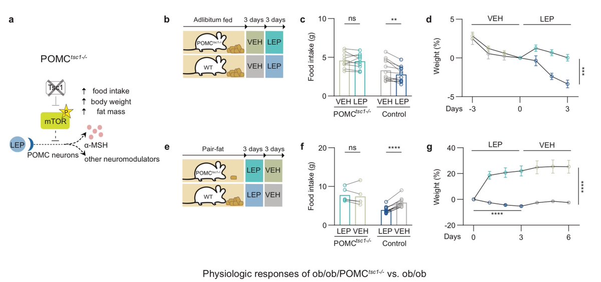 Leptin resistance in DIO mice is the result of increased mTOR activity in POMC neurons and that inhibition of mTOR reduces obesity by reversing leptin resistance biorxiv.org/content/10.110…