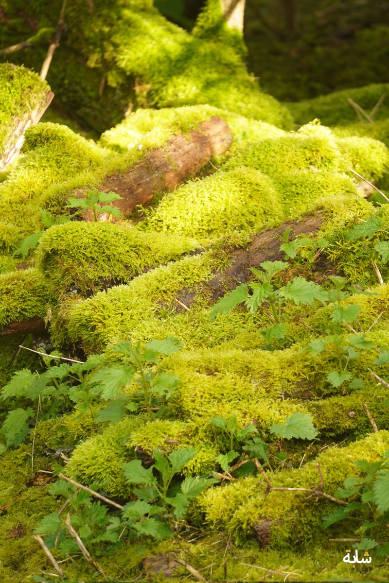 Bonjour ! #nature #racine #arbre #vert #mousse ❤️😉😃💚💕