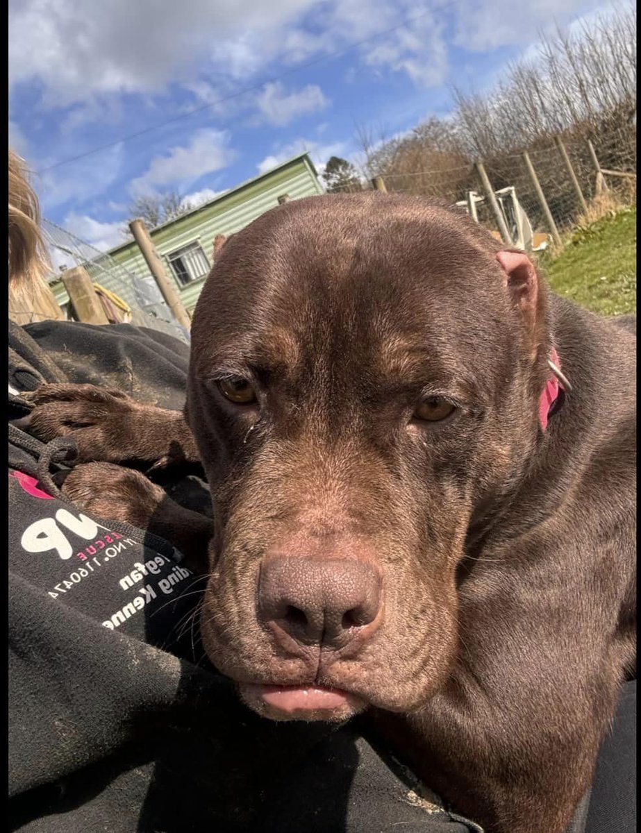 WWPdogs's tweet photo. Bubbles, 4 years old, imported & used for breeding, she's had her ears painfully hacked off 😩 she's looking for her forever home as an only dog, very easy going laid back girl. Read more ⬇️
https://t.co/DXsKI0Dk8A https://t.co/MOwtOb5LIF