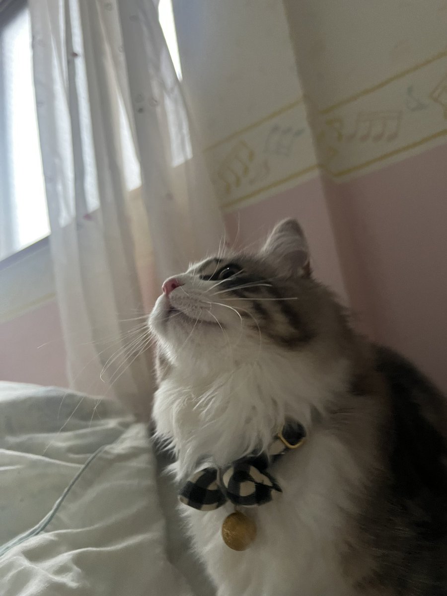 10nyannyan01's tweet photo. 猫さん https://t.co/6xcljPjXFc