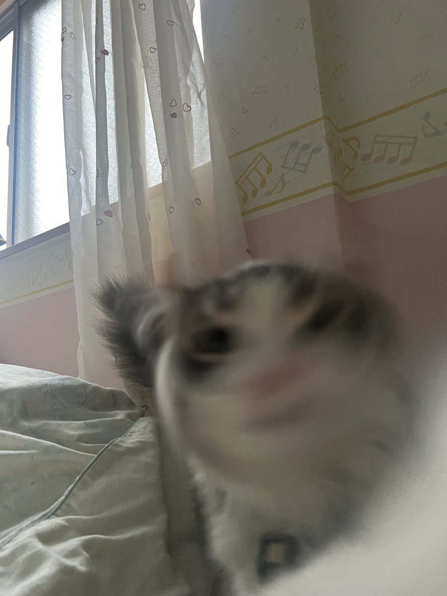 10nyannyan01's tweet photo. 猫さん https://t.co/6xcljPjXFc