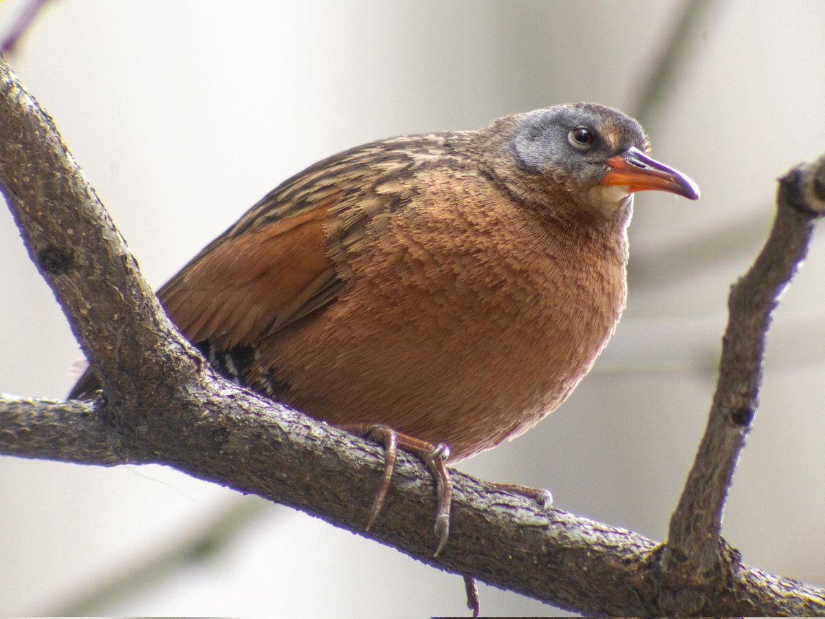 Virginia Rail right in the Loop, at Madison at Wells. Thanks for the tip, @trigfunctions.