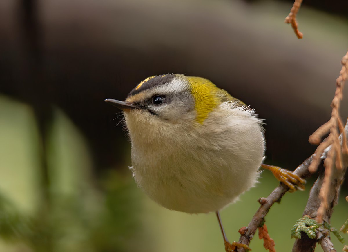 Özlenenlerde bugün.
Sürmeli Çalıkuşu
Common Firecrest
Regulus Ignicapilla
#HangiTür