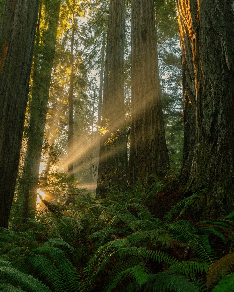 the redwoods