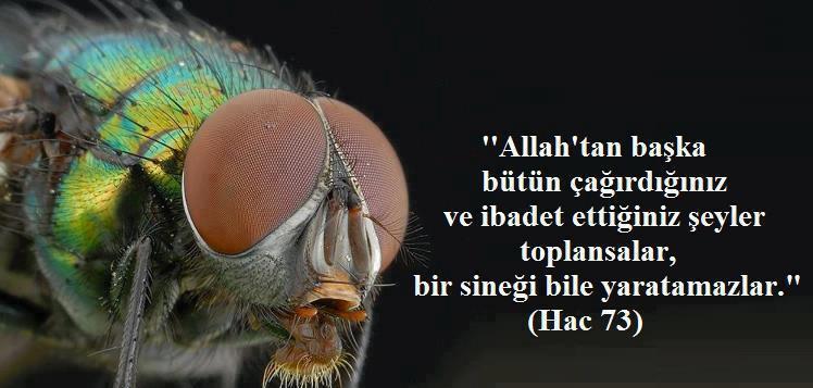 Ey insanlar! Bir misal verilmektedir, şimdi ona iyi kulak verin: Sizin Allah'ı bırakıp taptıklarınız bir araya gelseler, bir sinek bile yaratamayacaklardır. Sinek onlardan bir şey kapsa onu kurtaramazlar. İsteyen de, istenen de âcizdir. (Hacc 73) #Tefekkür #Kuran