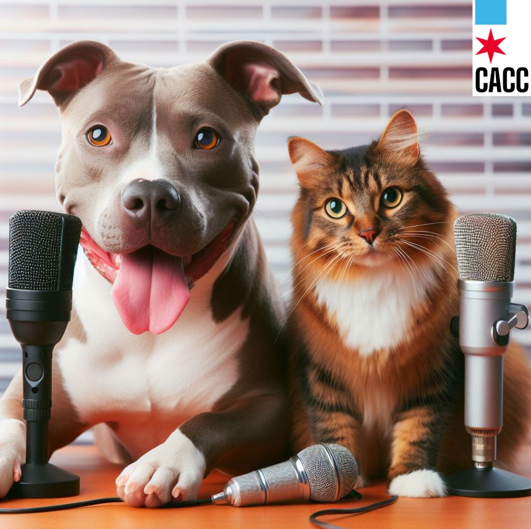 Join our Virtual Town Hall! April 23rd @ 2pm facebook.com/ChicagoAnimalC… Learn about our history, exciting future plans, and how you can get involved! Live discussions about animal welfare in Chicago & Q&A with our team. Don't miss out! #ChicagoAnimalCareandControl #AnimalWelfare