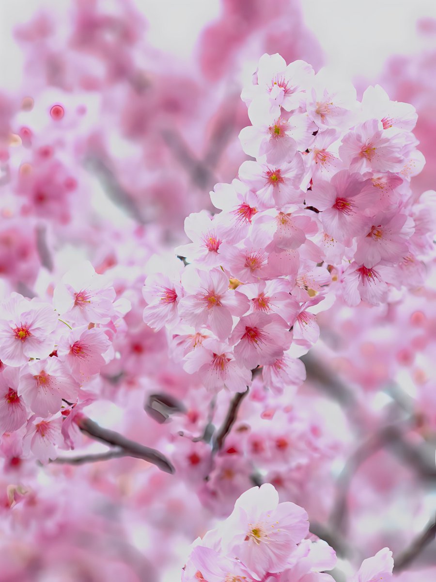 おはよー そろそろ終わりかな #桜