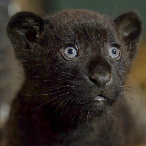 YoAmoaLaCiencia's tweet photo. Muere cachorra de jaguar en Michoacán por negligencia del gobierno.

Una jaguar de escasos meses fue traficada por el crimen organizado y luego rescatada en un operativo por Profepa. 

Sin embargo, la institución la envió al Parque Zoológico Benito Juárez en Morelia donde se acumulan múltiples denuncias ciudadanas por el pésimo estado de los animales. 

El día 1 de abril, el zoológico sufrió por segunda ocasión una inundación de aguas negras y lodo contaminado. 

El incidente afectó directamente a más de 50 animales.

A pesar de los miles de reclamos ciudadanos, Profepa no atendió a tiempo.

El Gobernador Alfredo Ramírez Bedolla tampoco reaccionó. 

Su Secretario del Medio Ambiente de Michoacán, Alejandro Méndez López, nunca realizó el rescate y traslado de los animales a un lugar seguro.

Tampoco las autoridades municipales se salvan. 

El alcalde de Morelia Alfonso Martínez Alcázar, así como Oswaldo Rodríguez Gutiérrez, Director General del Organismo Operador de Agua Potable Alcantarillado y Saneamiento (OOAPAS), nunca dieron mantenimiento a las tuberías que pasan por el zoológico. 

¿Su justificación? Que al tratarse de un predio estatal le corresponde al zoológico.

Llama la atención que ambos incidentes con aguas negras ocurrieron cuando OOAPAS daba “mantenimiento” al ducto de aguas residuales. 

Tanto Martínez Alcázar como Ramírez Bedolla son responsables de esta crisis sanitaria en el zoológico de Morelia. 

El primero por causar esta tragedia. El segundo por omitir el estado de emergencia y la atención inmediata a los animales. 

Las declaraciones del Director del Zoológico Julio César Medina Ávila sobre la muerte de esta jaguar demuestran algo grave. 

No hay recursos suficientes para la valoración veterinaria de cada ejemplar. 

No solo aquellos que quedaron atrapados durante la inundación, sino la población completa que puede resultar enferma por la contaminación cruzada. 

Pasaron días para la atención de este ejemplar, y solo fue cuando ya estaba muy enferma cuando trataron de salvarla. Sin éxito. 

Profepa realizó una simulación de visita donde encontraron todo en orden. 

Y se quedaron esperando resultados de las muestras que tomó el mismo organismo responsable de este incidente. 

Mientras tanto los animales no tienen la atención que requieren. 

Los análisis deben ser individuales, se requieren recursos estatales y que todos los animales estén en cuarentena. 

Para el Gobernador  Ramírez Bedolla esto no es grave, aun cuando ya se están presentando casos de animales enfermos. 

La crisis sanitaria no ha terminado.