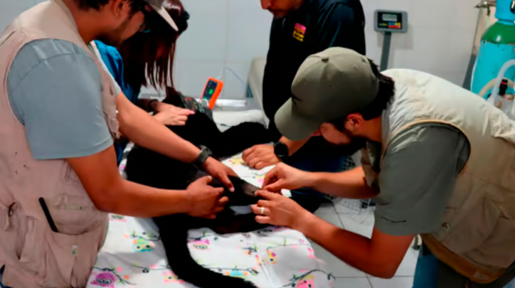 Muere cachorra de jaguar en Michoacán por negligencia del gobierno.

Una jaguar de escasos meses fue traficada por el crimen organizado y luego rescatada en un operativo por Profepa. 

Sin embargo, la institución la envió al Parque Zoológico Benito Juárez en Morelia donde se