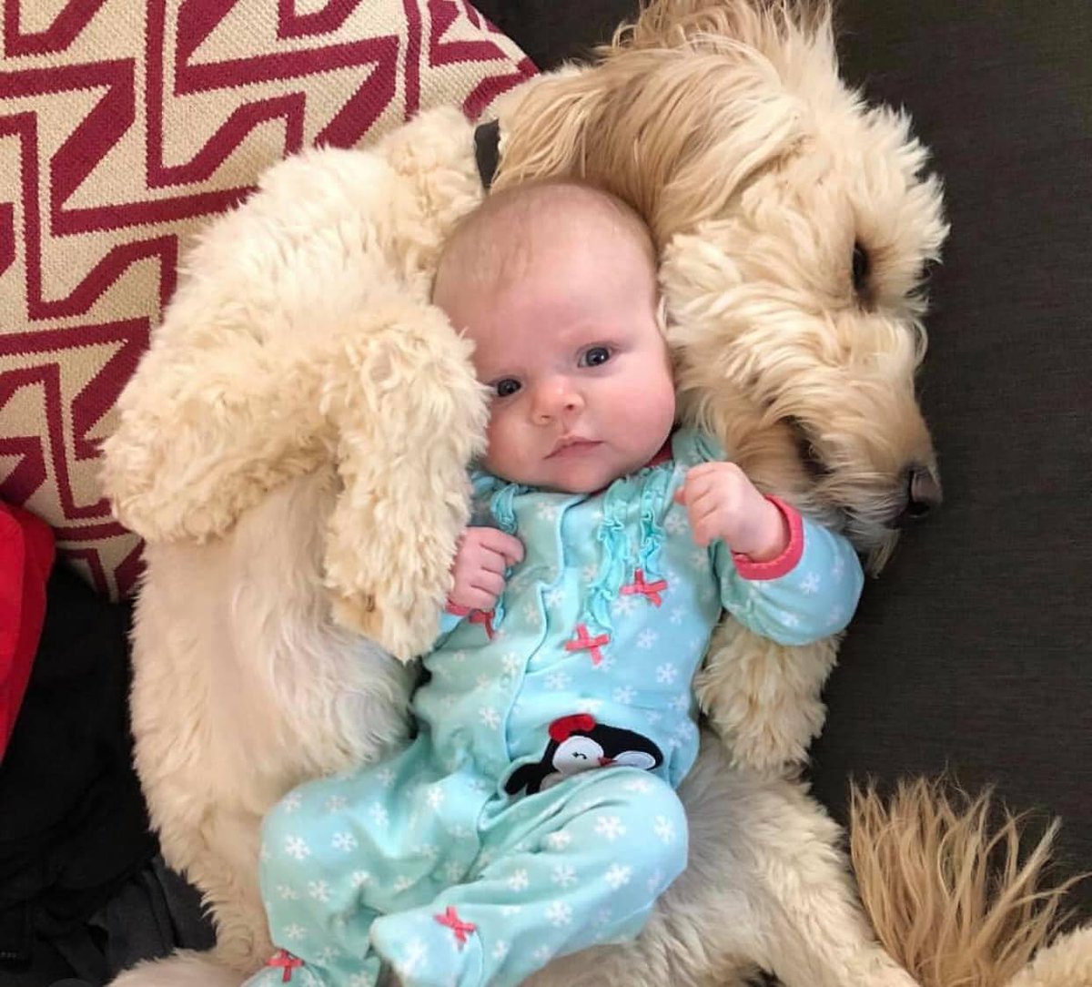 Double the Cuteness Alert! 🚨👶🐶

They say there's nothing sweeter than the bond between puppies and babies, and we couldn't agree more! 🥰🐾 

Erica F.K's P&amp;P pup Belle Belle is 7 years old and is excited to be a big sister!
