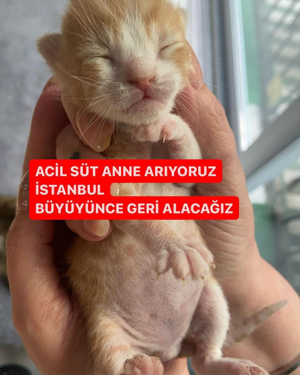 süt anne Bu bebişi tek başına bulduk. Anne bekledik ama gelen giden olmadı. Süt anne arıyoruz. Büyüyünce geri alacağız. #istanbul İnstagram @kedisahiplensekmi #SokakHayvanlarıSahipsizDeğil