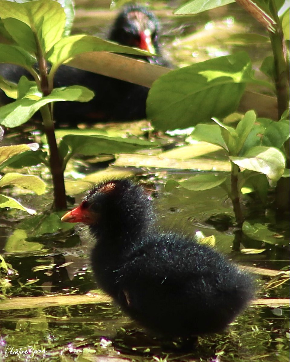 Spotted my very first fluffy moorhen chick this year . . #miltonkeynes #visitmk #lovemiltonkeynes #miltonkeynesphotography #scenesfrommk #destinationmk #theparkstrust #miltonkeynesphotos #birdsphotography #campbellpark