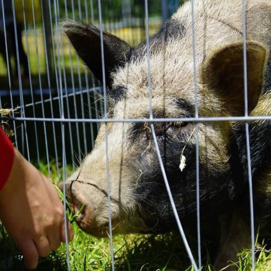 Oink-credible moments at the Cork Summer Show 🐷🐽🥳 Visit our website to get your tickets today 🤩