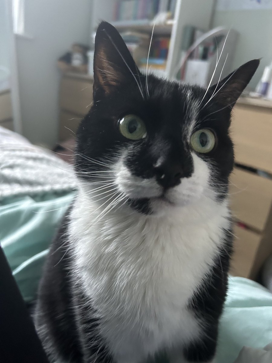 Mooshi has gone missing he is a 6 year old male, Neutered & Microchipped (to Birmingham address)and has gone missing from Pond Bank in Blisworth #Northampton NN7 if you see him or have any information on him please contact 0344 700 3251 quoting ref S24-025 #tuxietuesday #lostcat