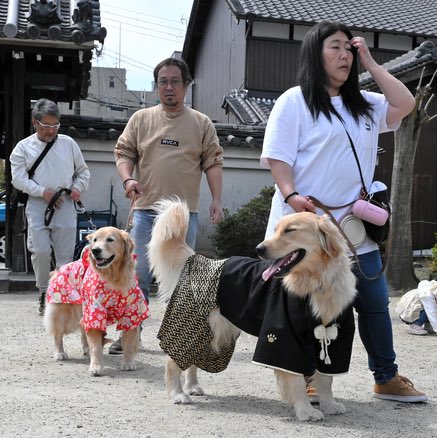 At Daruma-ji Temple in Oji town, Nara, local mascot Yukimaru (based on a prince’s pet dog) led a procession of dogs on Saturday.