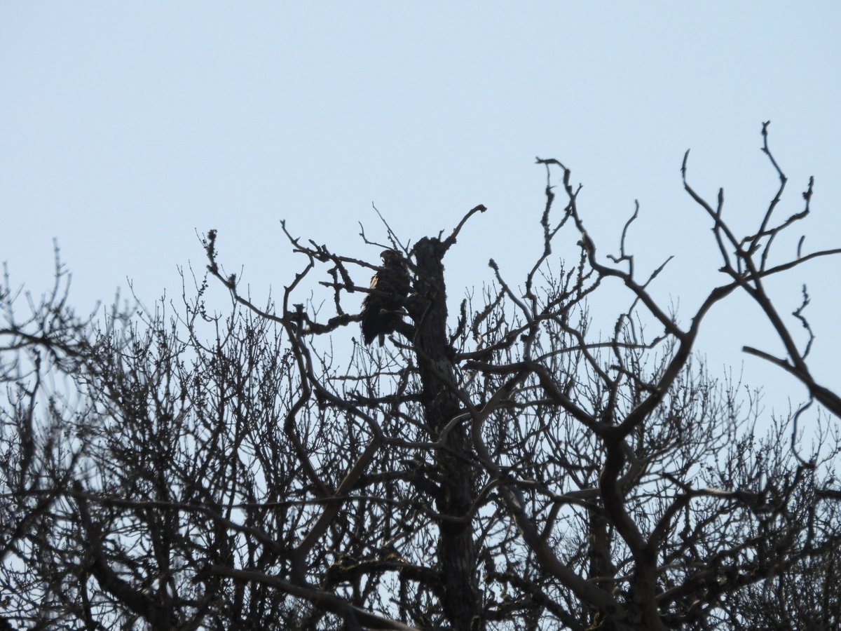 Sea Eagle - local wildlife, Argyll