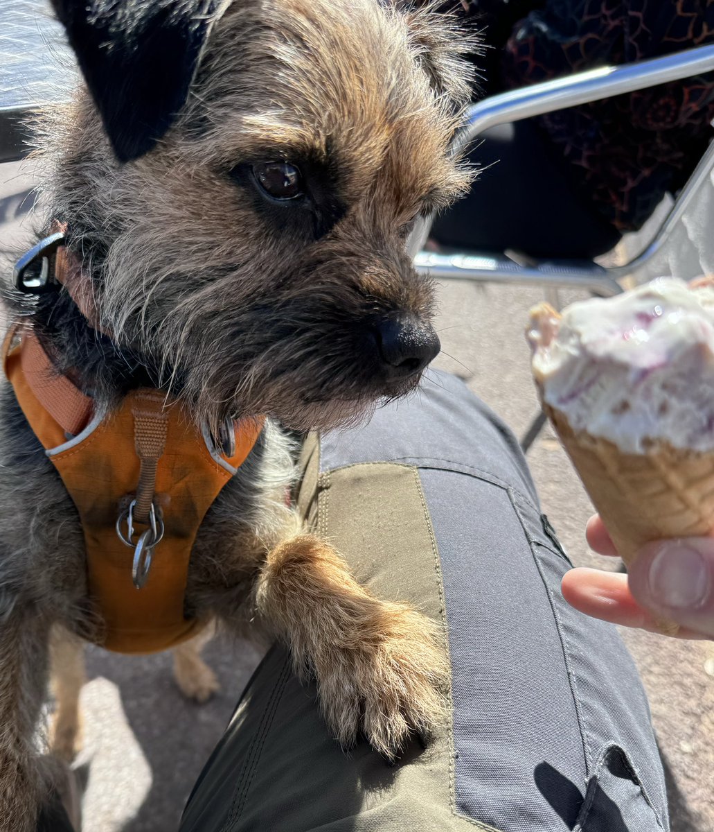 BurtieBrom's tweet photo. It’s been another fine day in Woolacombe 😎 Stanley missed auntie Sue for the second time, but did score a small amount of Enricos🤪 @BeachWoolacombe @WoolacombeTIC #beachlife https://t.co/w8dLAnOFC9