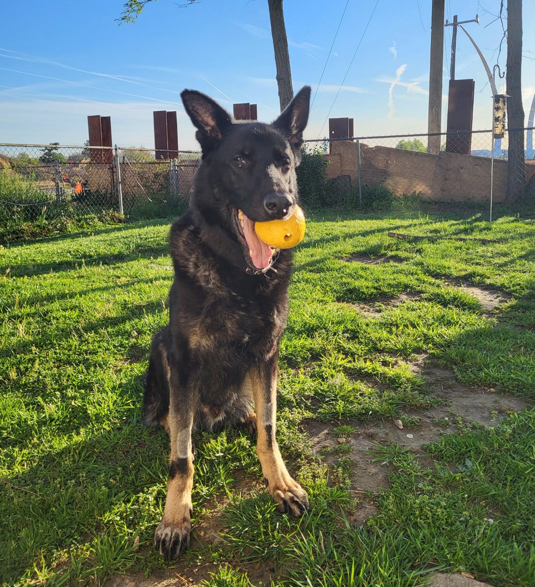 Tall, dark, and handsome, Darby is truly the perfect man! While this senior guy can be a little reserved at first with new people, he showers his friends with love and affection. If you think Darby might be the dog for you, email his foster family at arlingtonfosterdog@gmail.com!