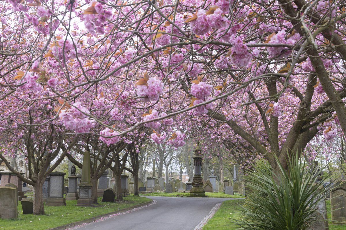 'Feels like winter, looks like spring' Sunderland in bloom