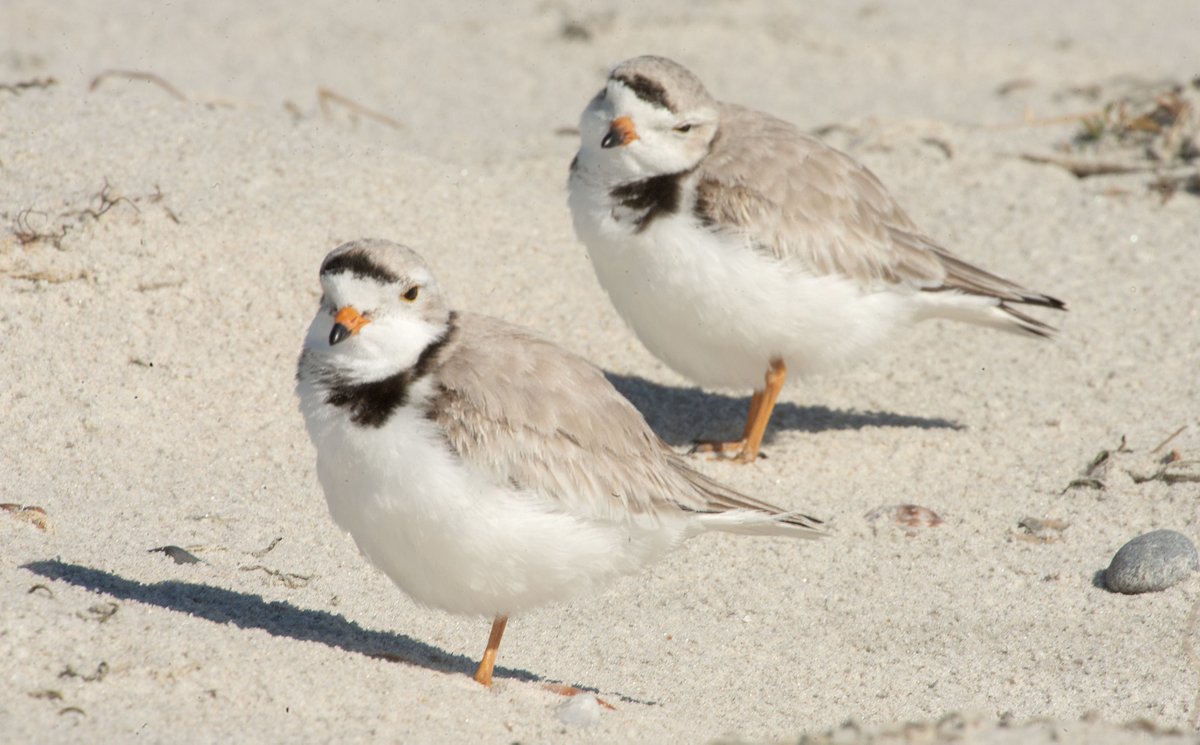 A piping plover appears to be casting a romantic eye toward its mate as they spend the morning soaking up the sun inside their roped off area at Dowses Beach in Osterville as nesting season begins. @capecodtimes