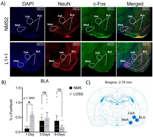 Luisa Demarchi (@demarchiluisa) on Twitter photo I’m happy to share a part of my PhD work: in this study we investigate the impact of permanent offspring loss on rat mothers’ limbic system, oxytocin receptor binding and stress-coping behavior. @AgMaternal <a href="/alice_sanson/">Alice Sanson</a> <a href="/OliBosch/">Oliver Bosch</a>
The full text here 👇🏼
sciencedirect.com/science/articl… I’m happy to share a part of my PhD work: in this study we investigate the impact of permanent offspring loss on rat mothers’ limbic system, oxytocin receptor binding and stress-coping behavior. @AgMaternal <a href="/alice_sanson/">Alice Sanson</a> <a href="/OliBosch/">Oliver Bosch</a>
The full text here 👇🏼
sciencedirect.com/science/articl…