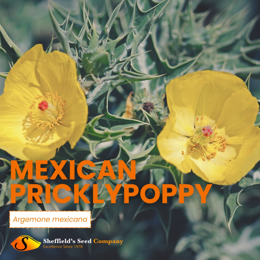🌵 Looking for a tough, low-maintenance plant that thrives in tough conditions? Plant the seeds in April and watch this hardy pioneer plant take off! 

#MexicanPricklypoppy #HardyPlant #DroughtTolerant #TraditionalMedicine #Biodiesel #SeedBank #Seeds #SheffieldsSeedCo