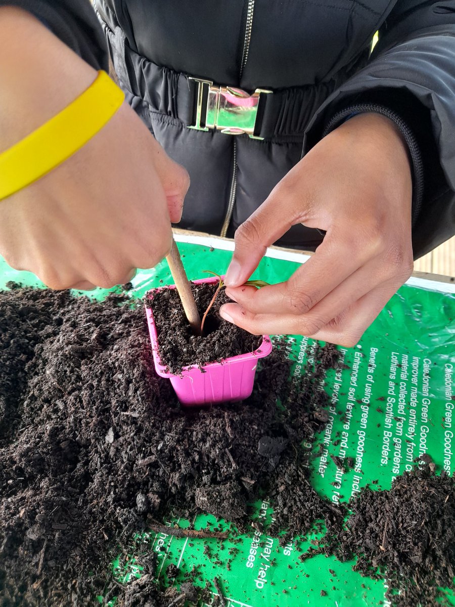 farm_leader's tweet photo. Some of our seedlings got a bit leggy over the Easter holidays, and our P6 farmers did an amazing job of planting them deeply into new pots to give them stronger stems. A very delicate job! 👏🌱 @CanalViewPSEdin https://t.co/klR5WkCWEP